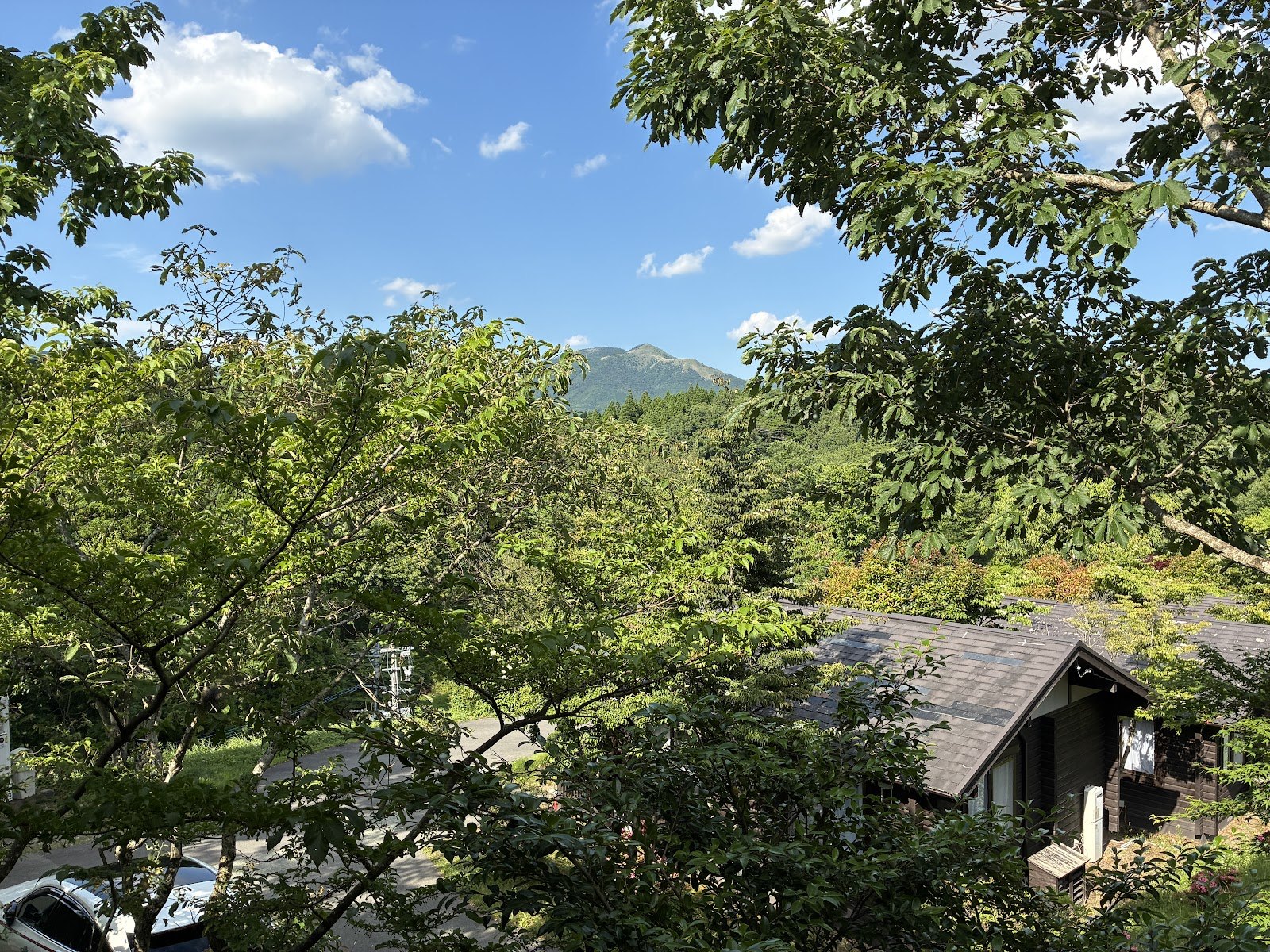 部屋から見える山と木立