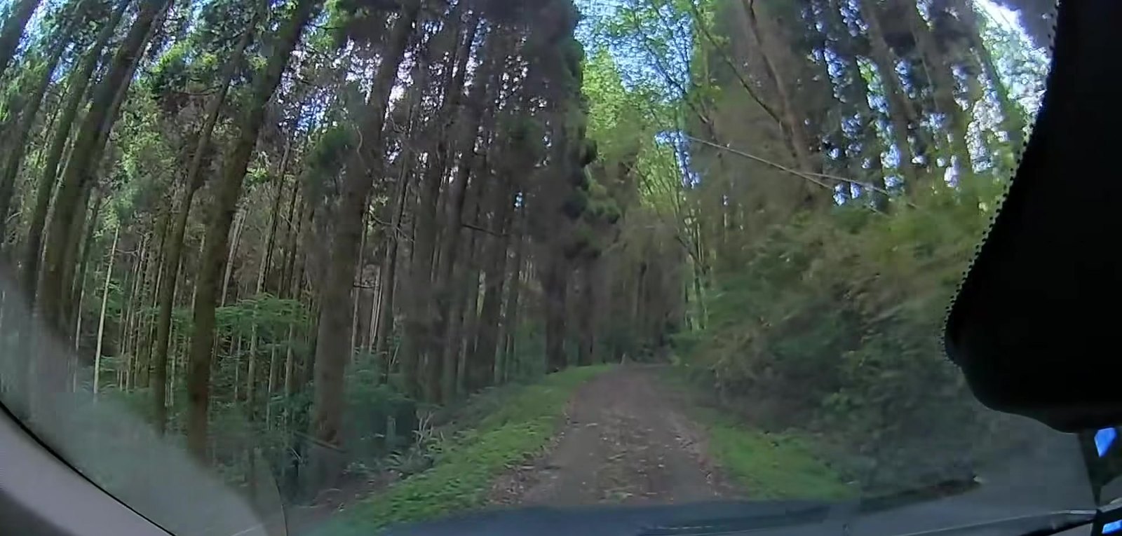 杉林の中の未舗装の林道。轍の真ん中に草が生えている