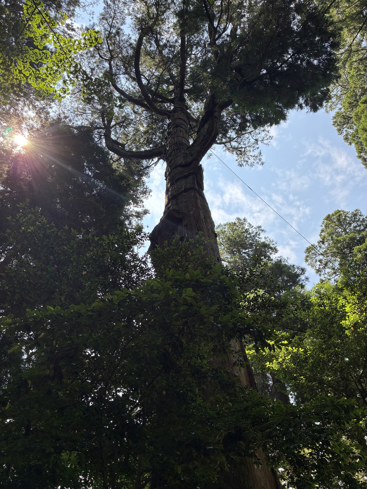 見上げた秩父杉の幹と枝