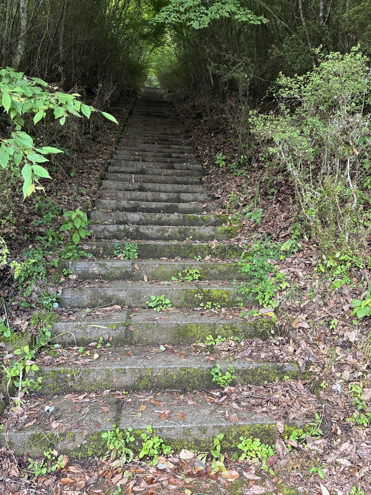 苔むした石段が林の中へ続いている