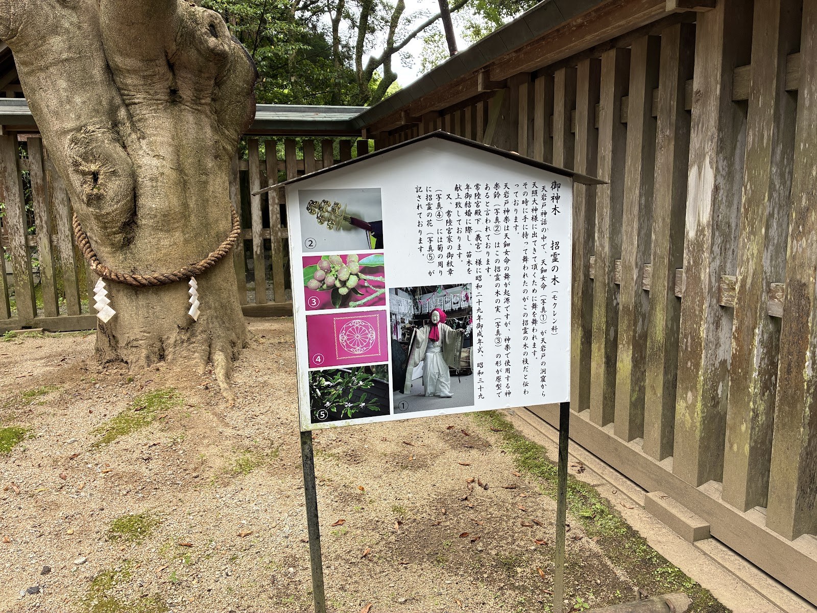 しめ縄が巻かれた御神木の幹と解説板