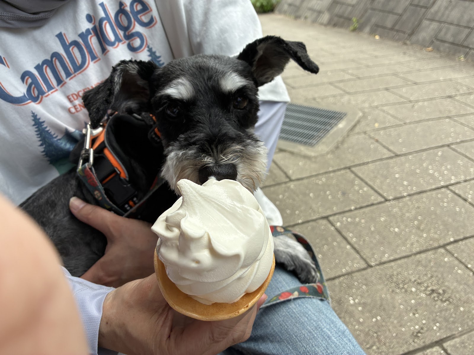 ソフトクリームに鼻を近づけるミニチュアシュナウザー