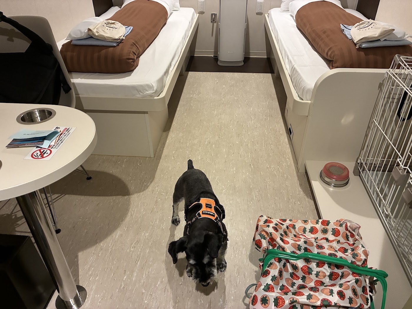 フェリーのペット同伴可の客室。ケージと水入れが備え付けられ、ハーネスを着けた犬が立っている