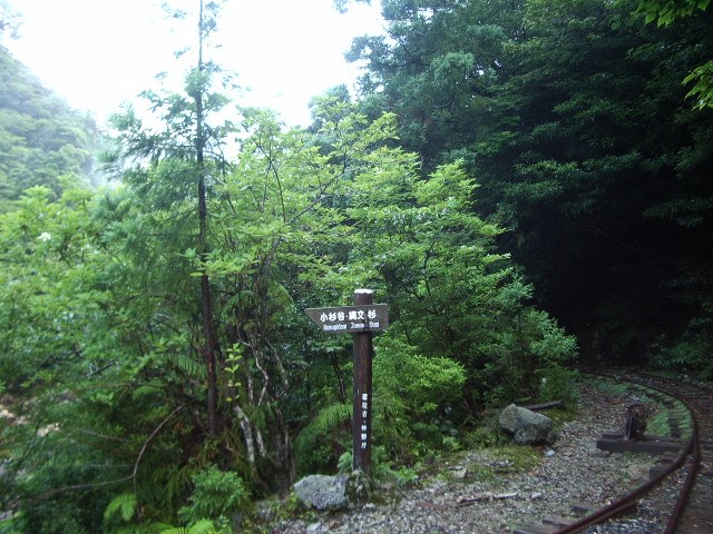 森の中に延びるトロッコの軌道