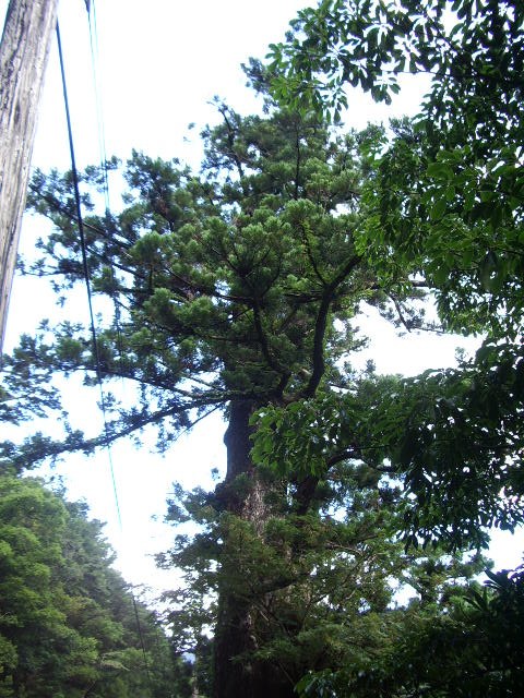 名前のついていない屋久杉