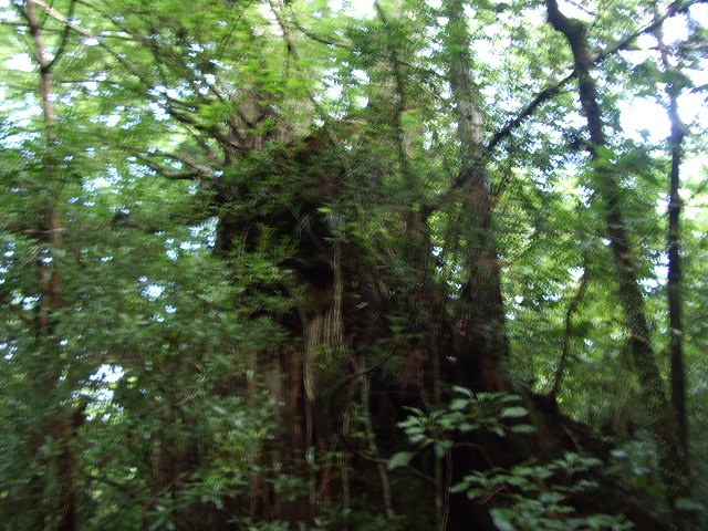 三代杉