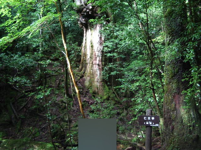 仁王杉（阿形）