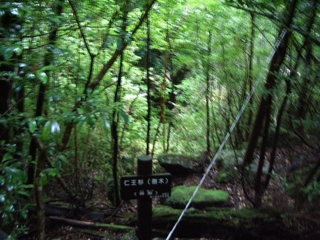 倒れた仁王杉（吽形）