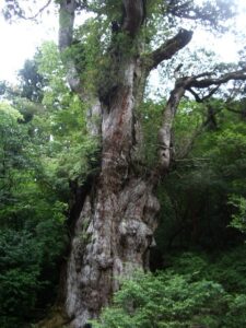 屋久島の縄文杉。太く節くれだった幹が、まわりの木から抜けて立っている