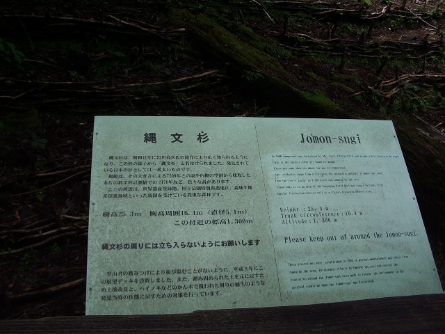 縄文杉の説明板
