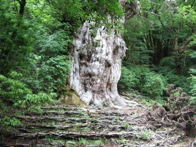 縄文杉の根元と鑑賞台