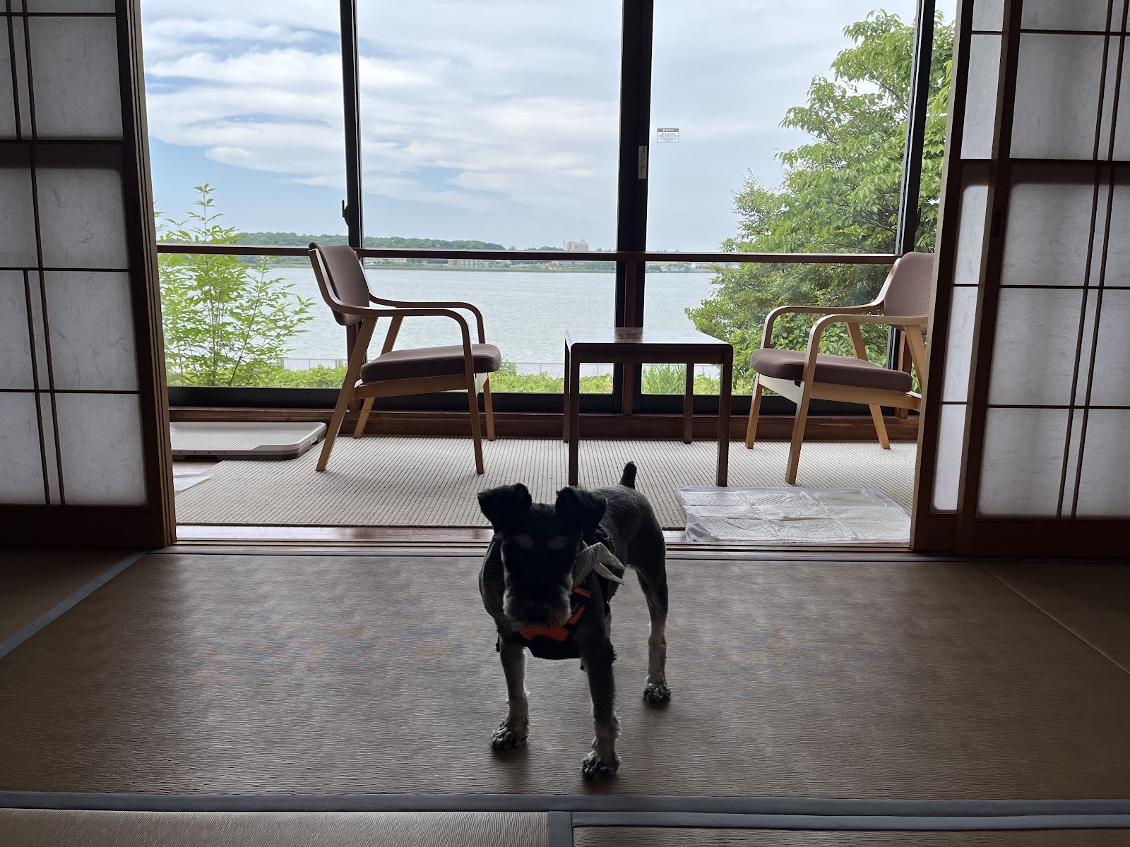 旅館の縁側に立つミニチュアシュナウザー