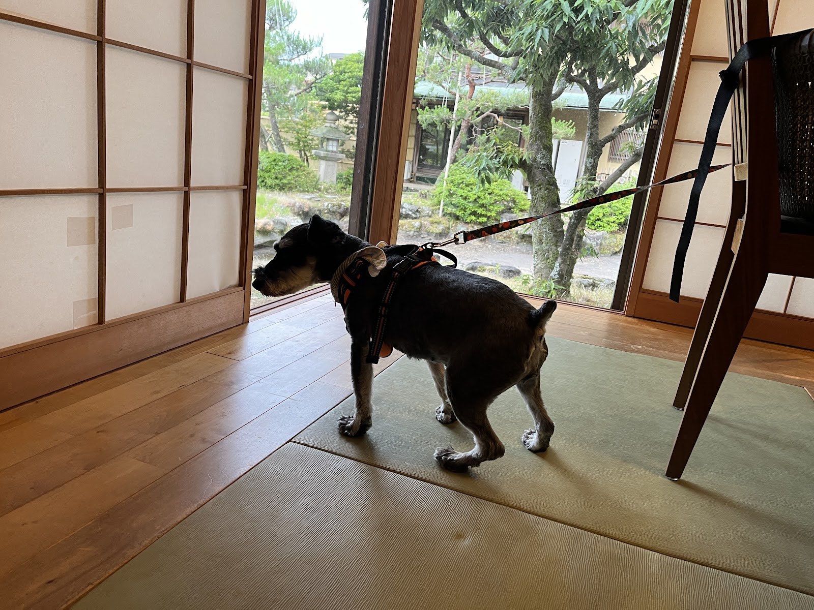 食事処の縁側から、庭の松を見ている犬