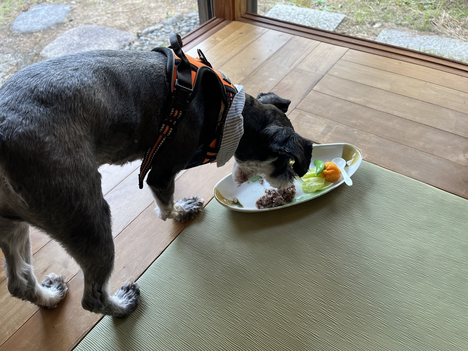 畳に置かれた皿から food を食べる犬(別カット)