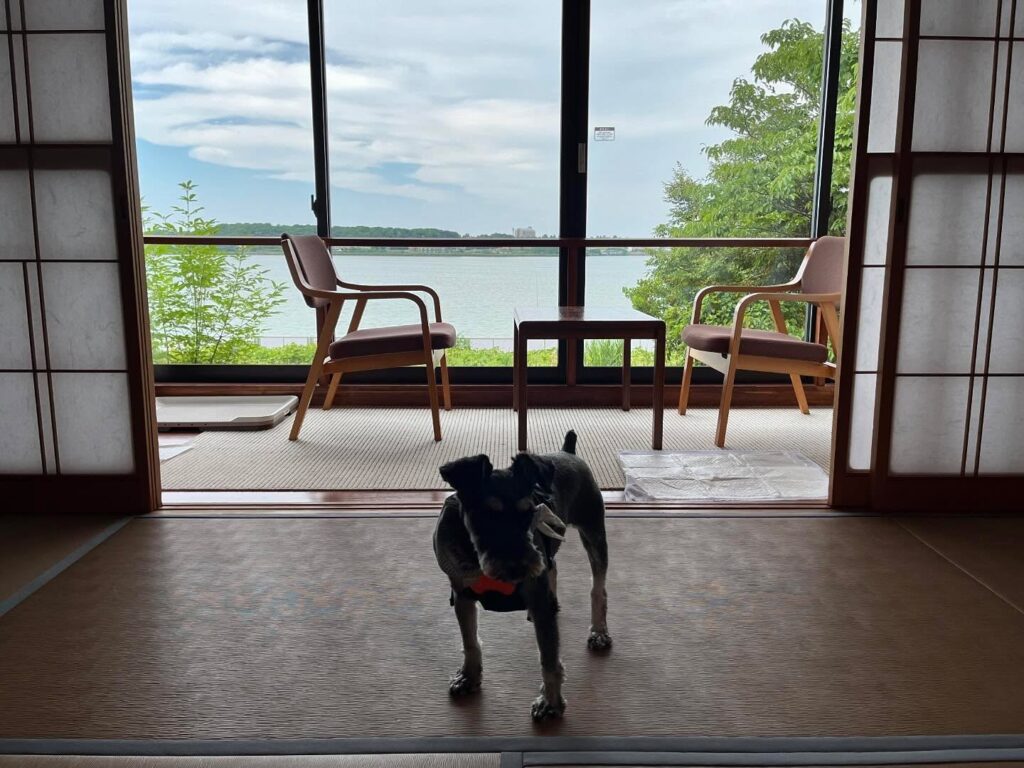 旅館の和室に立つミニチュアシュナウザー。奥は湖に面した窓