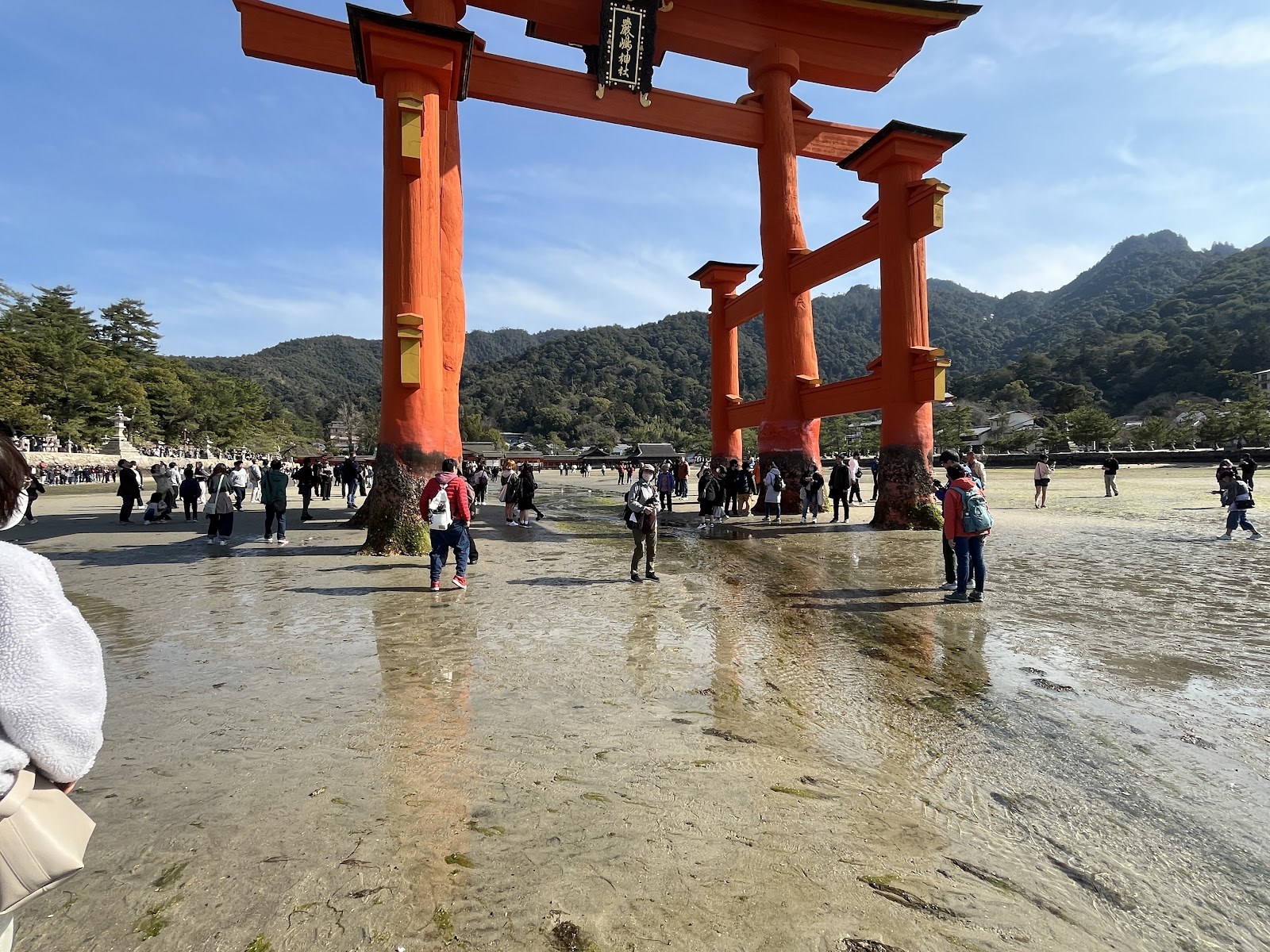干潮の干潟を歩いて大鳥居に近づく大勢の人