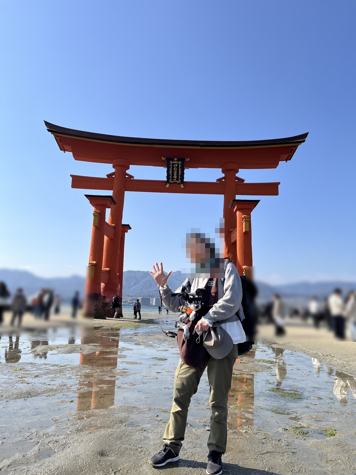 干潮の大鳥居の前で犬を抱いて立つ人