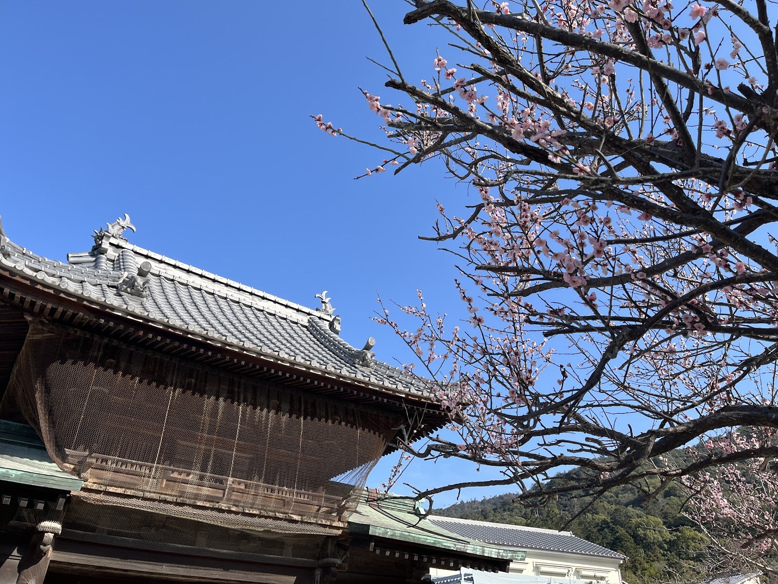 桜の枝ごしに見える社殿の屋根