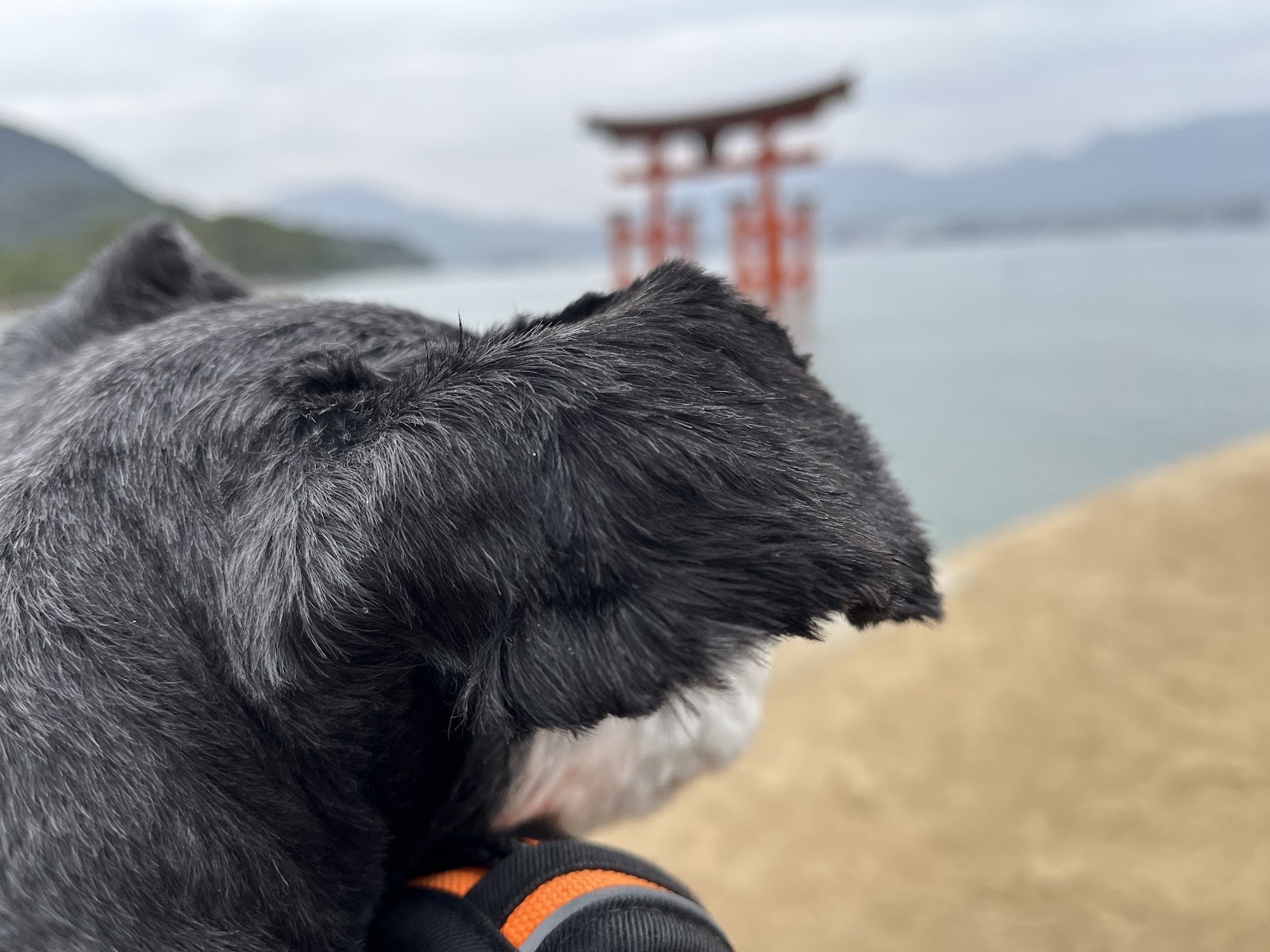 犬の後ろ姿ごしに、満潮で海に浮かぶ大鳥居