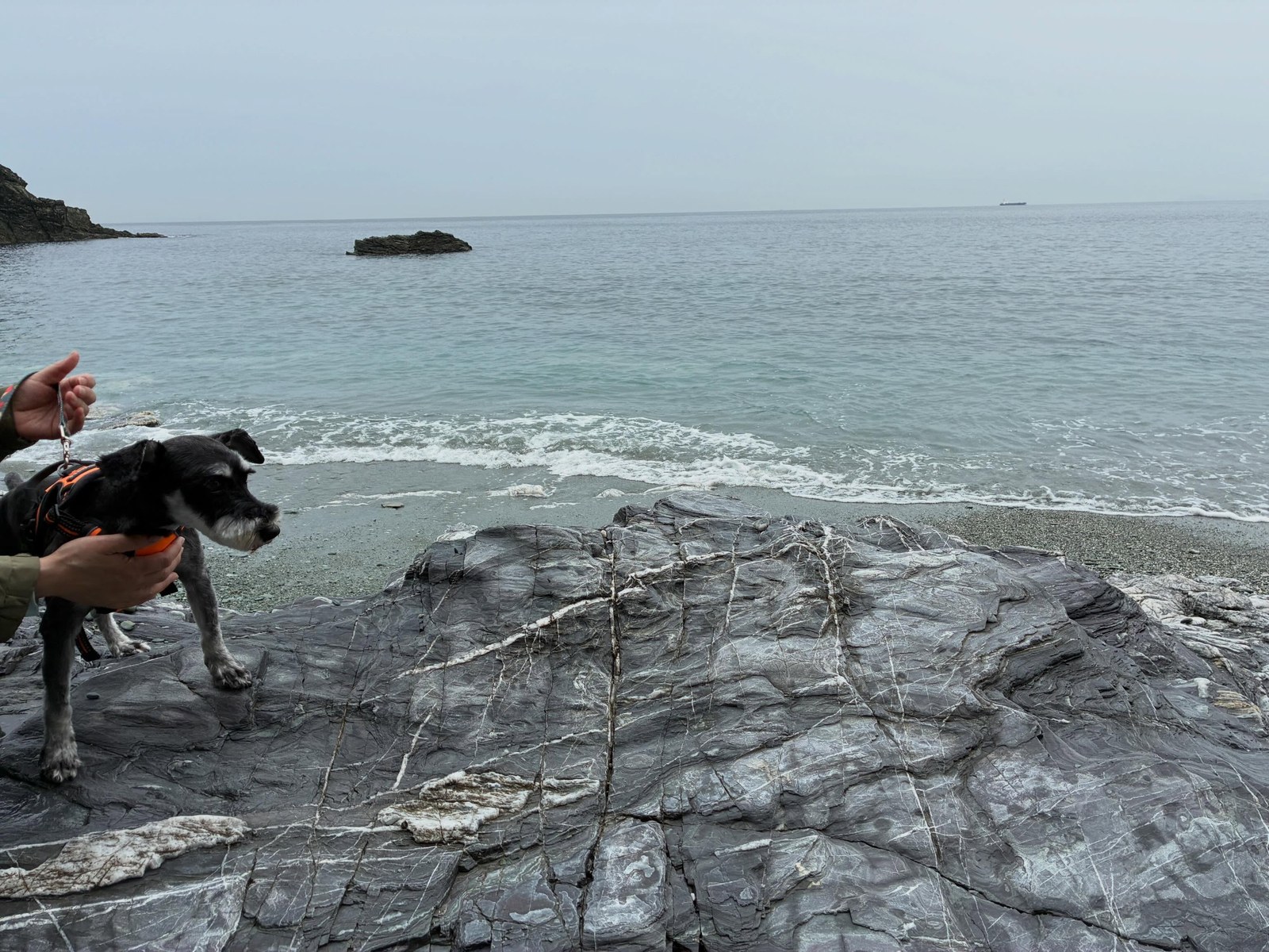海辺の岩場を歩くミニチュアシュナウザー。奥に穏やかな海と岩礁