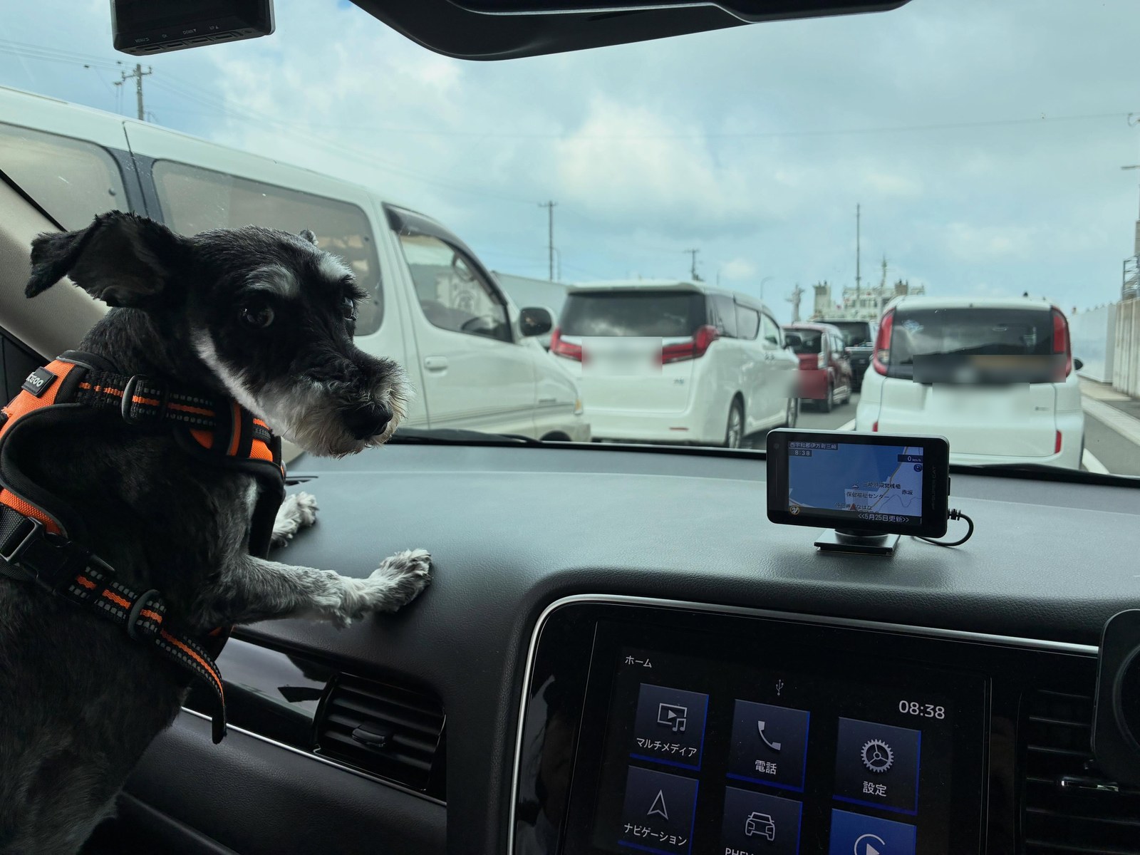 フェリーの乗船待ちの車列で、助手席から前足をダッシュボードに乗せて外を見ているミニチュアシュナウザー