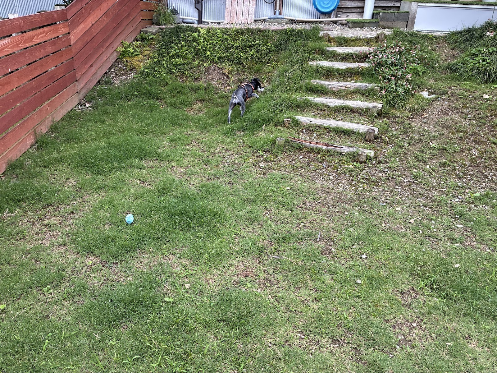 芝生の斜面にある階段を降りてくる犬