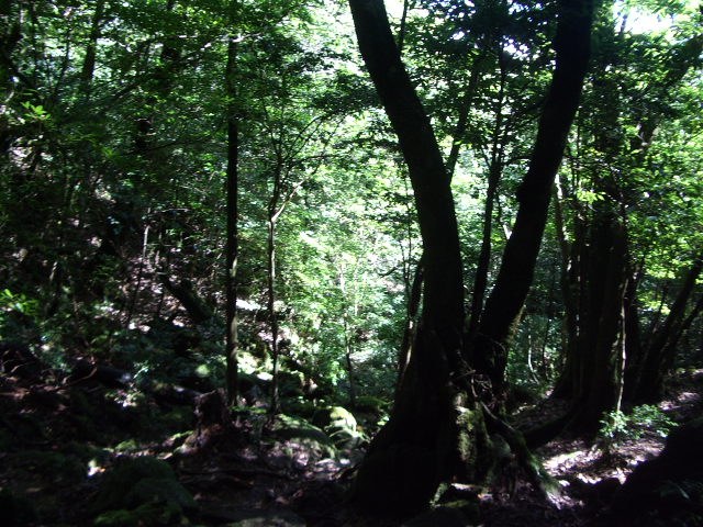 苔むした森と木漏れ日