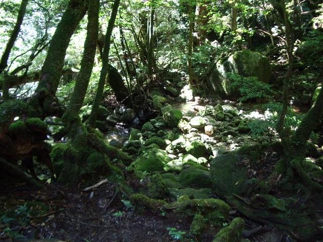 苔に覆われた登山道