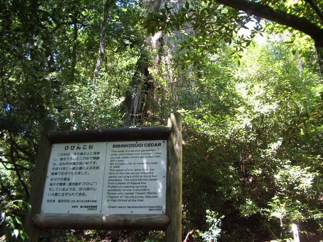 「びびんこ杉」の説明板