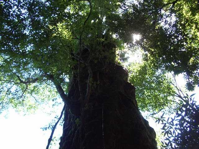 奉行杉の幹