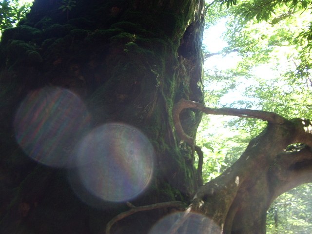 奉行杉の根元