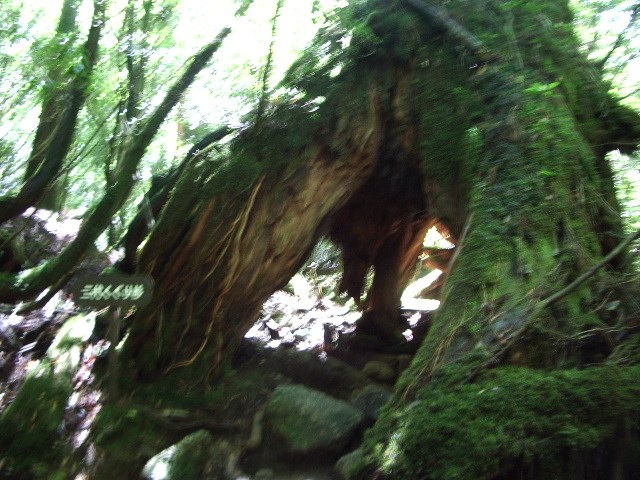 根元に空洞のあるくぐり杉