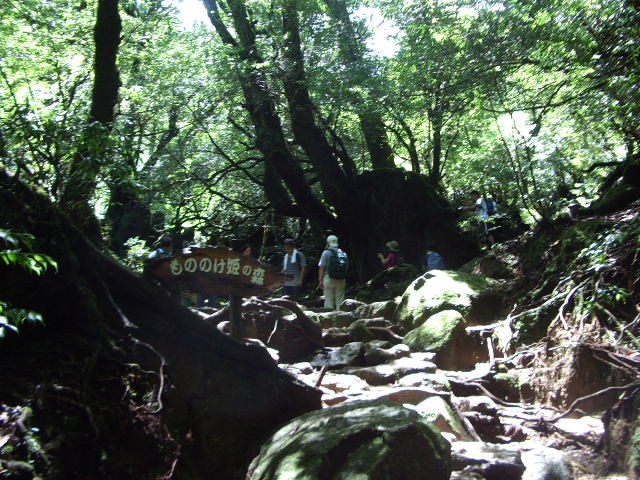 「もののけ姫の森」の標識と、岩と苔の森