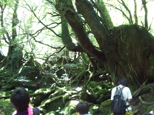苔むした木々と岩が広がる森