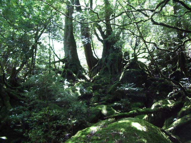 白谷雲水峡の原生林。岩も倒木も一面が苔むしている