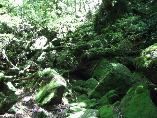 苔に覆われた岩と根