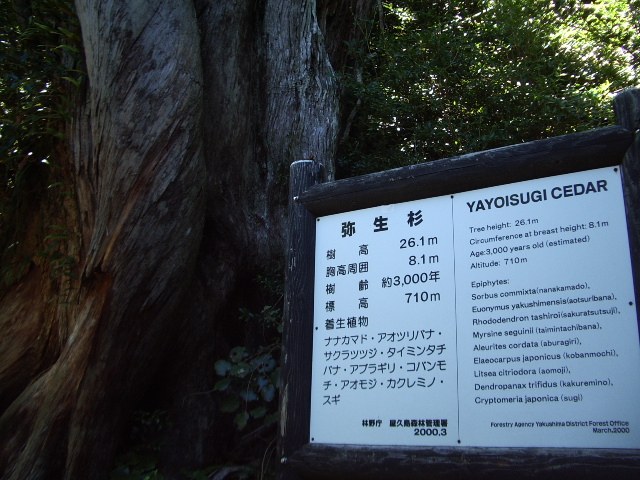 「弥生杉 YAYOISUGI CEDAR」の説明板