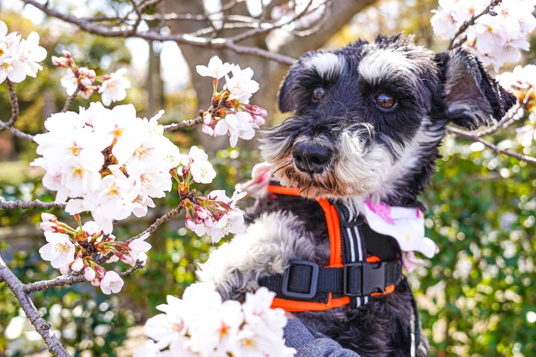 花のそばに立つトリコ