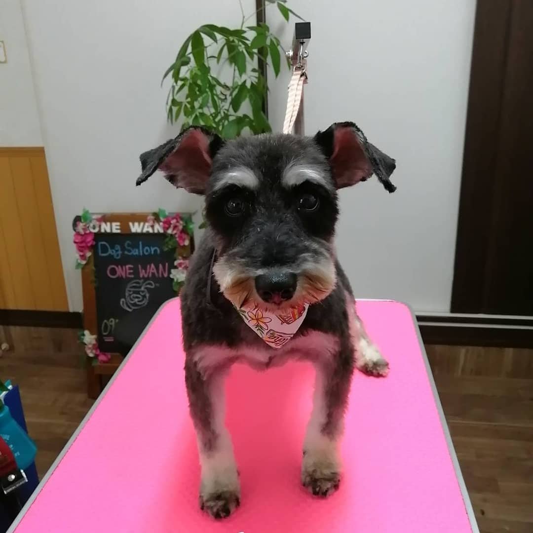初めてのトリミングを終えたトリコ