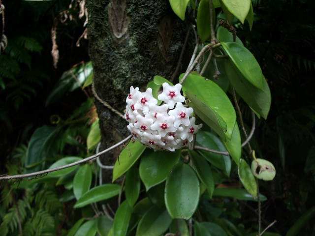 つる植物に咲く白い小さな花