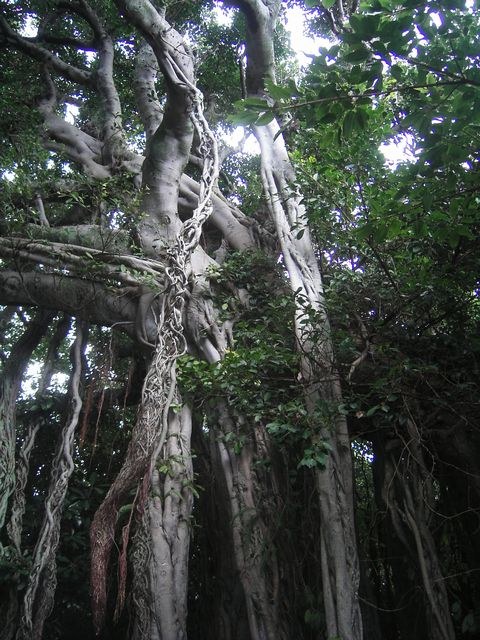 垂れ下がる気根