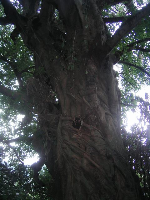 太い幹と気根