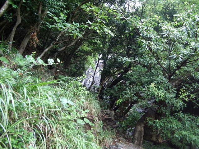 滝の周りの緑