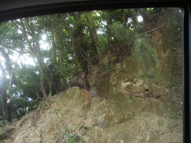 林道わきの岩と樹林